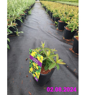 Hypericum calycinum C 1,4 L